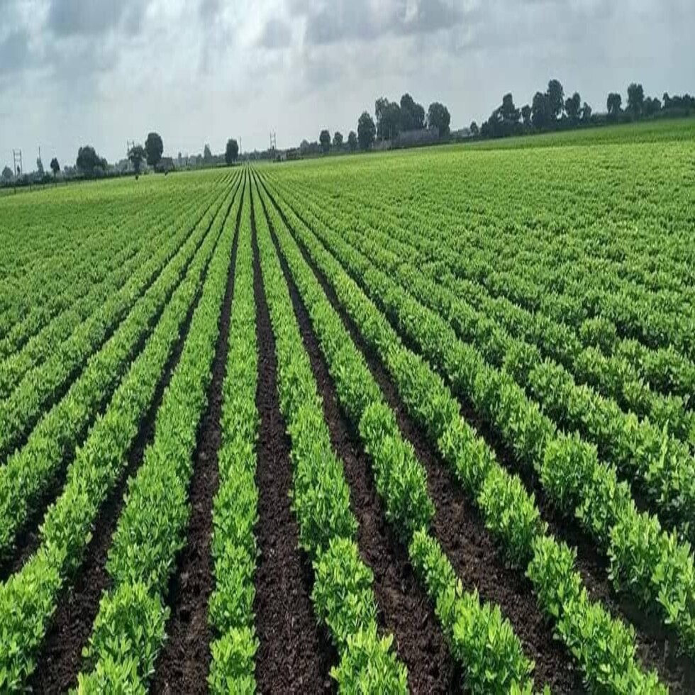 groundnut converted (1)